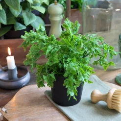 Chic Antique Fleur künstliche Petersilie