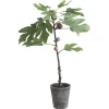 Chic Antique Künstlicher Feigenbaum mit altem Übertopf