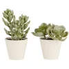 IB Laursen Künstliche Sukkulente 2er Set im Topf Sedum und Echeverie