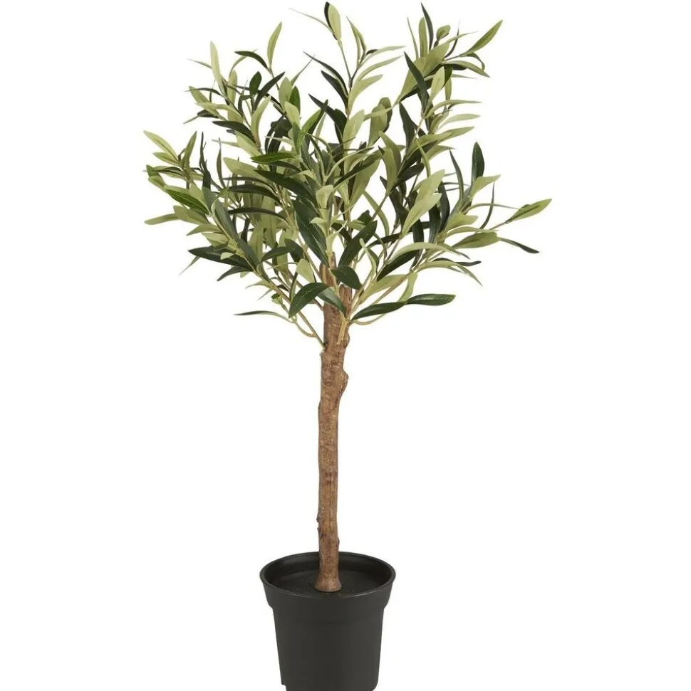 IB Laursen Olivenbaum in Topf