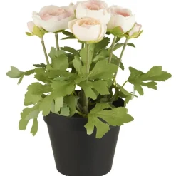 IB Laursen Ranunkel in Topf