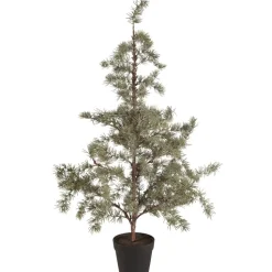 IB Laursen Zederbaum im Topf